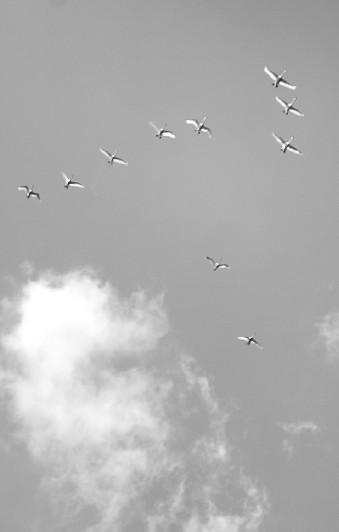 Галя Безбородова