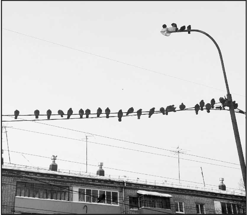 Птицы на проводах. Птицы на проводах фото. Две птицы на проводах. Птицы на проводах зима.