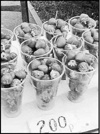 Виктория Волкова