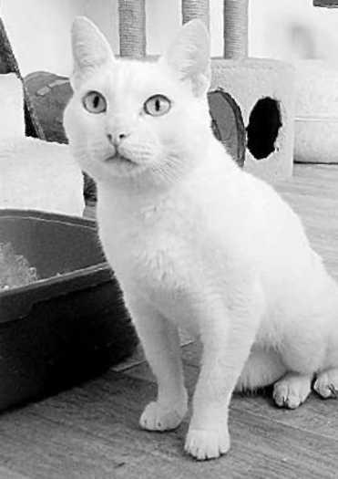 Виктория Волкова