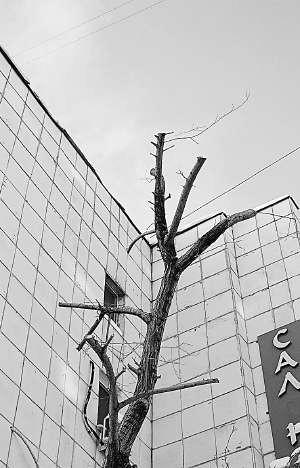 На улице Пархоменко в Тюмени.