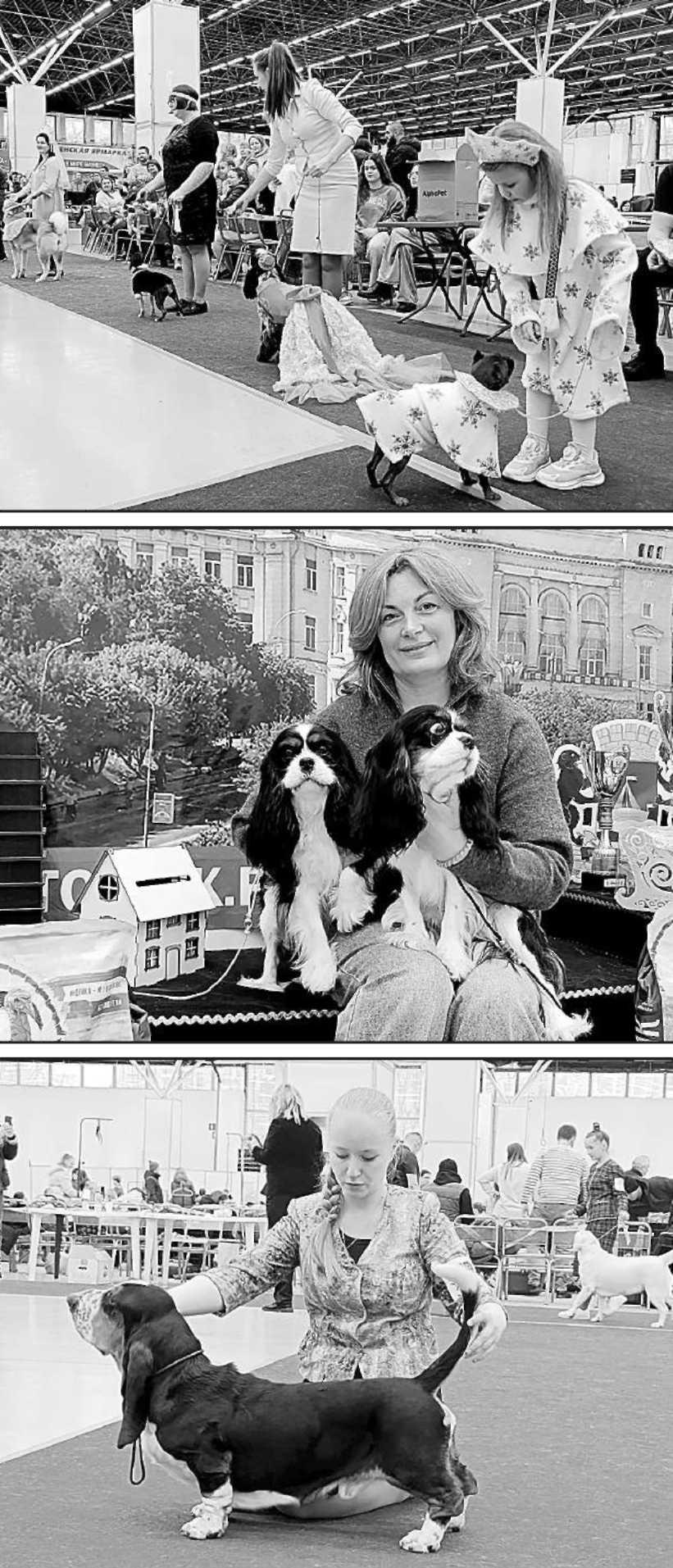 Конкурсы «Ребенок и собака» и «Юный хендлер»; Елена Кружинова и Сия и Мика породы кавалер-кинг-чарльз-спаниель; Елизавета Гоголева и бассет-хаунд по кличке Кинг. Виктория Волкова