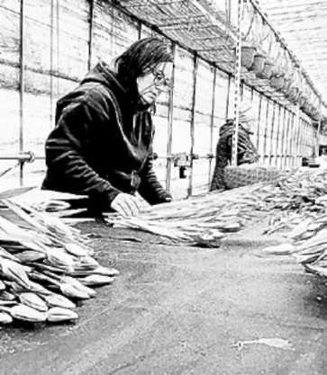 Виктория Волкова